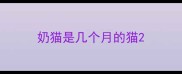 奶猫是几个月的猫