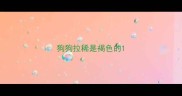 狗狗拉稀是褐色的