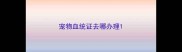 宠物血统证去哪办理