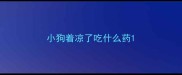 小狗着凉了吃什么药