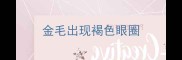 金毛出现褐色眼圈