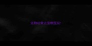 宠物经常去宠物医院