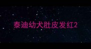 泰迪幼犬肚皮发红