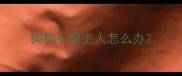 狗狗不理主人怎么办