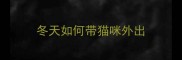 冬天如何带猫咪外出