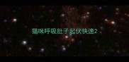 猫咪呼吸肚子起伏快速
