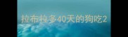 拉布拉多40天的狗吃