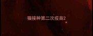 猫接种第二次疫苗