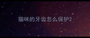 猫咪的牙齿怎么保护