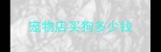宠物店买狗多少钱