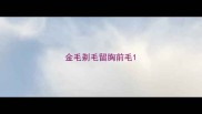 金毛剃毛留胸前毛