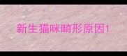 新生猫咪畸形原因