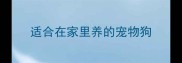 适合在家里养的宠物狗