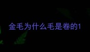 金毛为什么毛是卷的