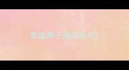 泰迪鼻子周围的毛