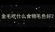 金毛吃什么食物毛色好