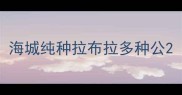 海城纯种拉布拉多种公