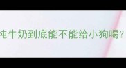 别让爱犬出问题纯牛奶到底能不能给小狗喝5大注意事项全