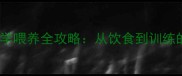 拉布拉多幼犬科学喂养全攻略从饮食到训练的12个关键步骤