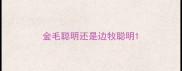 金毛聪明还是边牧聪明