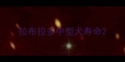 拉布拉多中型犬寿命