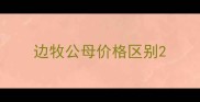 边牧公母价格区别