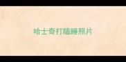 哈士奇打瞌睡照片