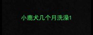 小鹿犬几个月洗澡