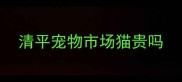 清平宠物市场猫贵吗