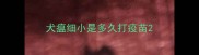 犬瘟细小是多久打疫苗
