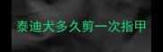 泰迪犬多久剪一次指甲