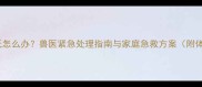 狗狗体温过低怎么办兽医紧急处理指南与家庭急救方案附体温监测表