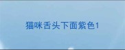 猫咪舌头下面紫色