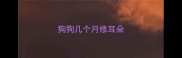 狗狗几个月修耳朵