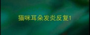 猫咪耳朵发炎反复