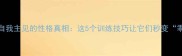 哈士奇有自我主见的性格真相这5个训练技巧让它们秒变乖宝宝