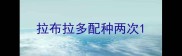 拉布拉多配种两次