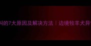 边牧呜呜叫的7大原因及解决方法边境牧羊犬异常叫声全