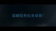 成都拉布拉多培育