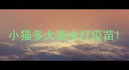 小猫多大驱虫打疫苗