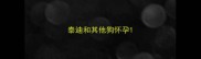 泰迪和其他狗怀孕