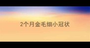 2个月金毛细小冠状