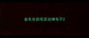 金毛长刮毛还会掉毛不