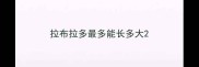 拉布拉多最多能长多大