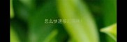怎么快速接近猫咪