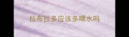 拉布拉多应该多喂水吗
