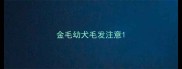 金毛幼犬毛发注意
