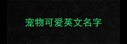 宠物可爱英文名字