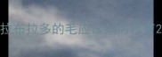 拉布拉多的毛应该如何修剪