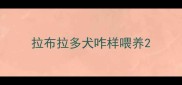 拉布拉多犬咋样喂养